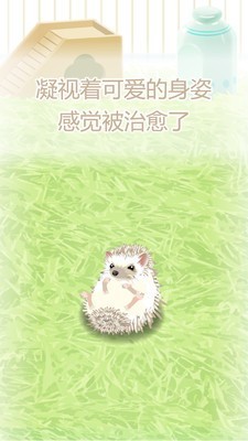治愈刺猬育成安卓版
