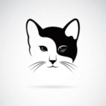 白夜猫影视福利版