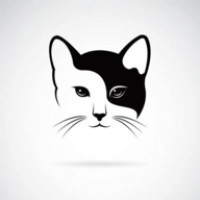 白夜猫影视在线版