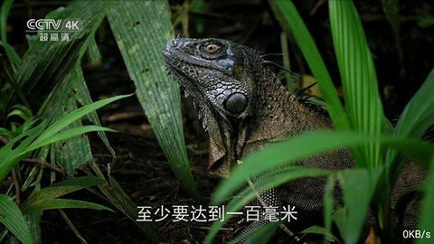 全网通TV去广告版