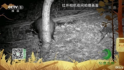 橘子tv高清版