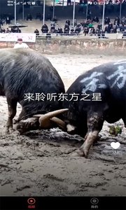 宠物趣看短视频在线观看版截图2