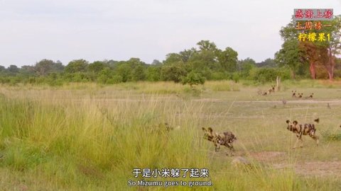考拉TV直播免费播放版截图2