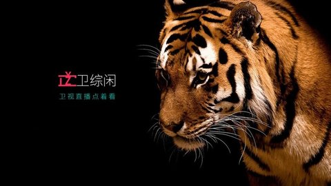 卫综闲tv版